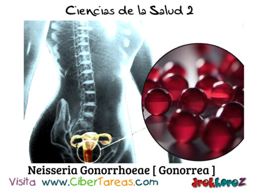 Neisseria Gonorrhoeae Gonorrea – Ciencias de la Salud 2 0