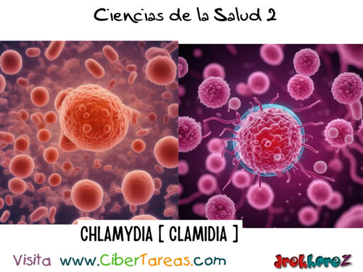 Chlamydia Trachomatis Bacteria Clamidia de ITS – Ciencias de la Salud 2 1