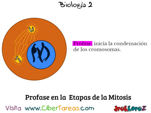 Las Etapas de la Mitosis – Biología 2 1
