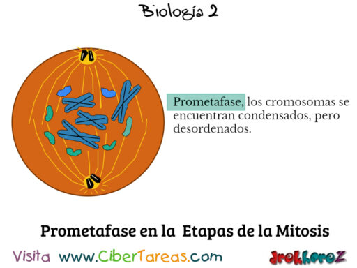 Las Etapas de la Mitosis – Biología 2 2