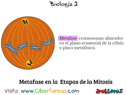 Las Etapas de la Mitosis – Biología 2 3