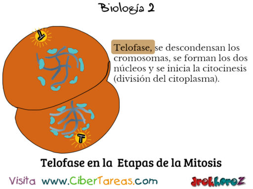 Las Etapas de la Mitosis – Biología 2 5
