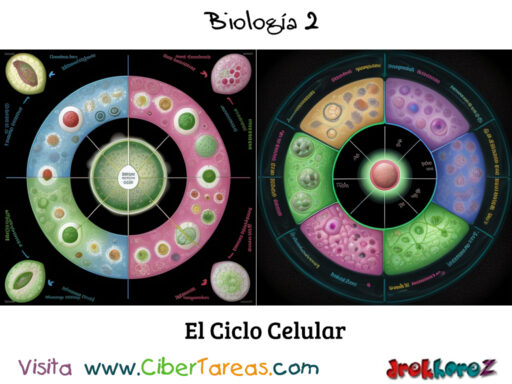 El Ciclo Celular – Biología 2 1