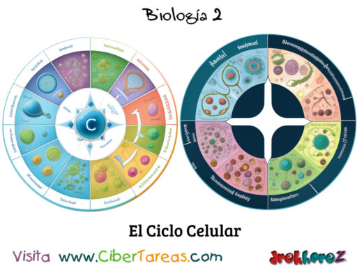 El Ciclo Celular – Biología 2 2