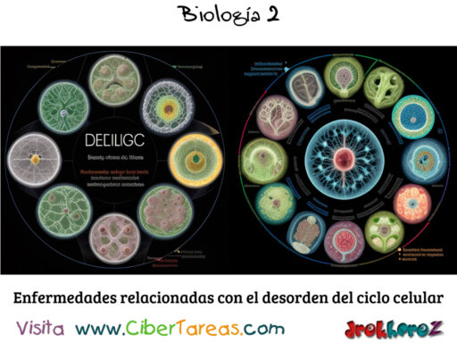 Enfermedades relacionadas con el desorden del ciclo celular – Biología 2 1