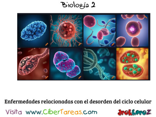 Enfermedades relacionadas con el desorden del ciclo celular – Biología 2 0