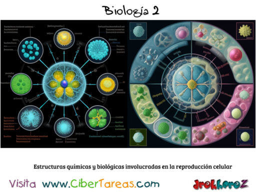 Las Estructuras químicas y biológicas involucradas en la reproducción celular – Biología 2 2