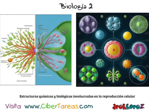 Las Estructuras químicas y biológicas involucradas en la reproducción celular – Biología 2 1