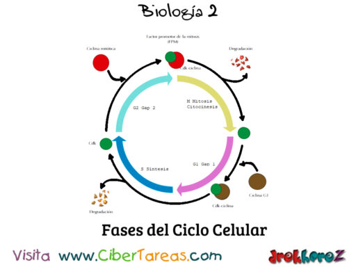 El Ciclo Celular – Biología 2 0