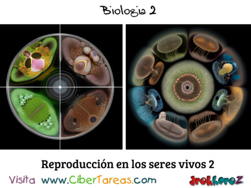 Reproducción en los seres vivos – Biología 2 1