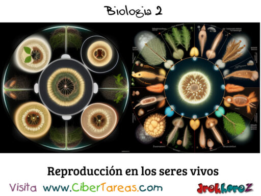 Reproducción en los seres vivos – Biología 2 0