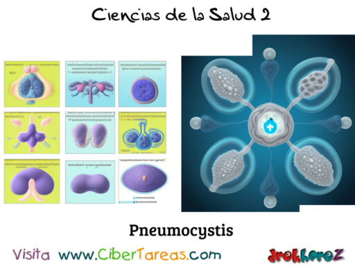 Pneumocystis – Ciencias de la Salud 2 1