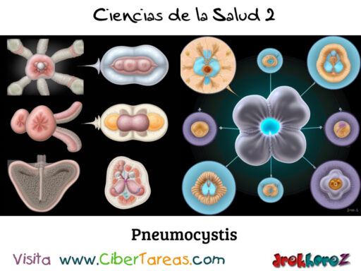 Pneumocystis – Ciencias de la Salud 2 0