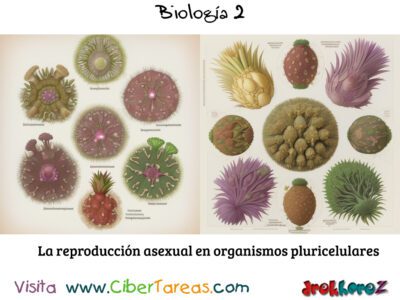 Reproducción Asexual en Organismos Pluricelulares – Biología 2 4
