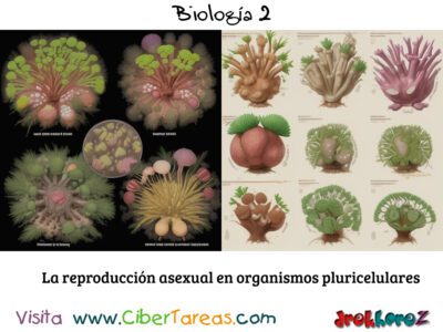 Reproducción Asexual en Organismos Pluricelulares – Biología 2 1