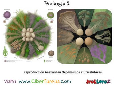 Reproducción Asexual en Organismos Pluricelulares – Biología 2 2