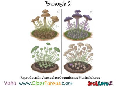 Reproducción Asexual en Organismos Pluricelulares – Biología 2 3
