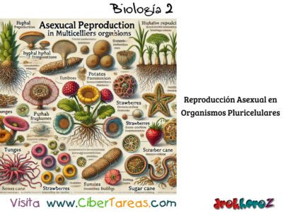 Reproducción Asexual en Organismos Pluricelulares – Biología 2 0