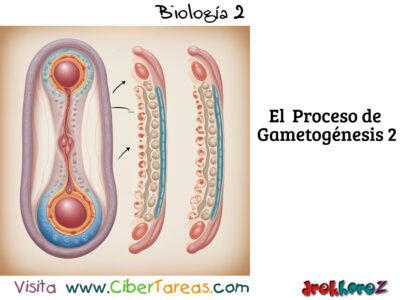 La Gametogénesis – Biología 2 1