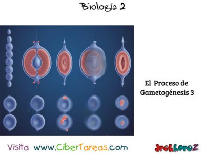 La Gametogénesis – Biología 2 3