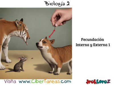 Fecundación Interna y Externa – Biología 2 2