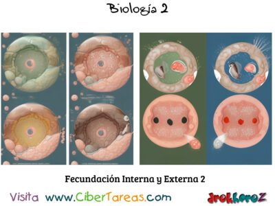 Fecundación Interna y Externa – Biología 2 0