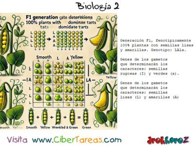 La Herencia y la Cría Monogámica en Mendel – Biología 2 1