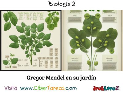 Gregor Mendel: El Padre de la Genética – Biología 2 1