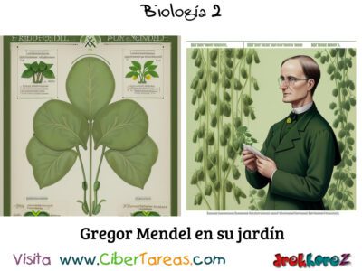 Gregor Mendel: El Padre de la Genética – Biología 2 2