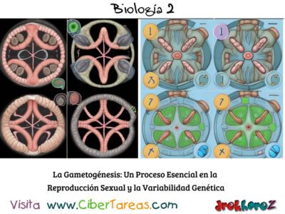 La Gametogénesis – Biología 2 4
