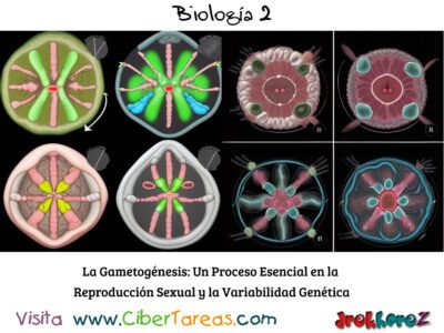 La Gametogénesis – Biología 2 2