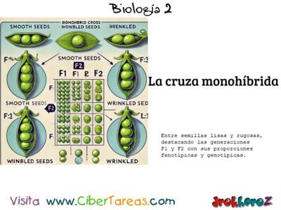 La Herencia y la Cría Monogámica en Mendel – Biología 2 0