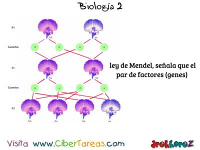 La Herencia y la Cría Monogámica en Mendel – Biología 2 2